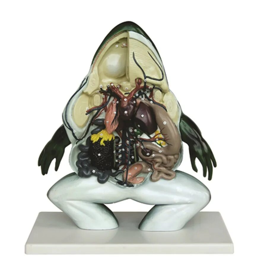 Препарирование лягушки. Необычные амфибии. Прозрачные стеклянные лягушки. Препарировать лягушку. Препарировать лягушку.