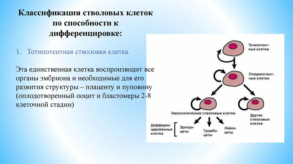 Классификация дифференцировки клеток стволовых. Особенности эмбриональных стволовых клеток. Схема стволовых кроветворных клеток. Эмбриональные стволовые клетки характеристика.