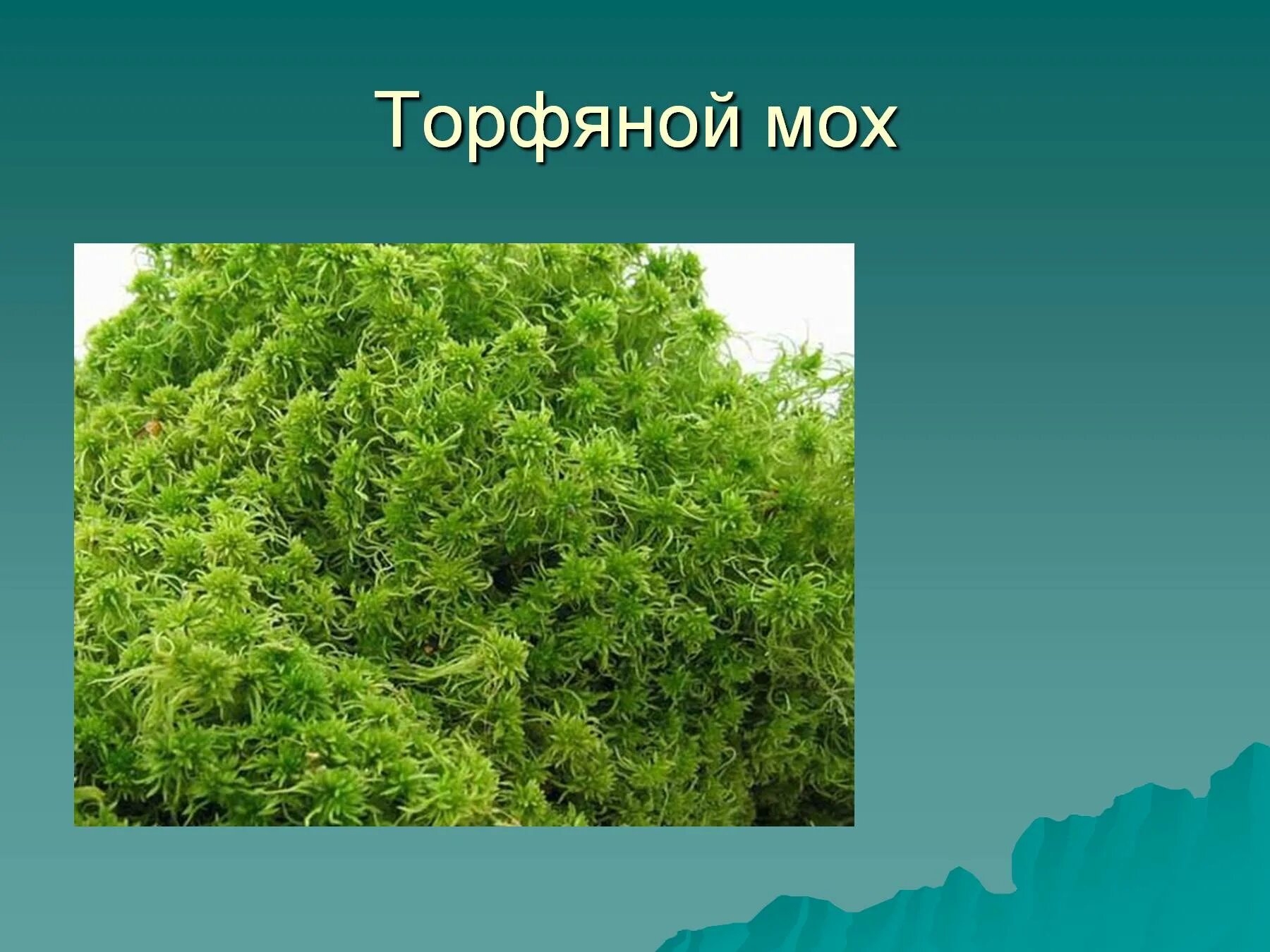 Мхи названия. Моховидные водоросли. Мхи представители названия. Разновидности мхов. Примеры группы мхи