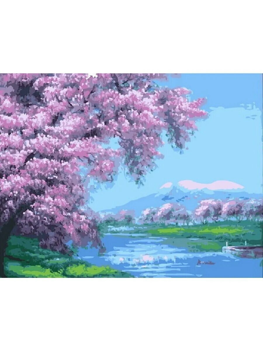 Sakura 50 50