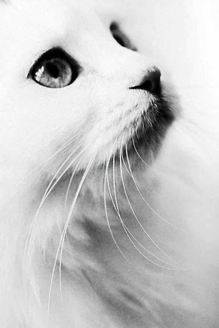 Красивые кошки. Красивый белый кот. Кот на аву. Красивая белая кошечка.