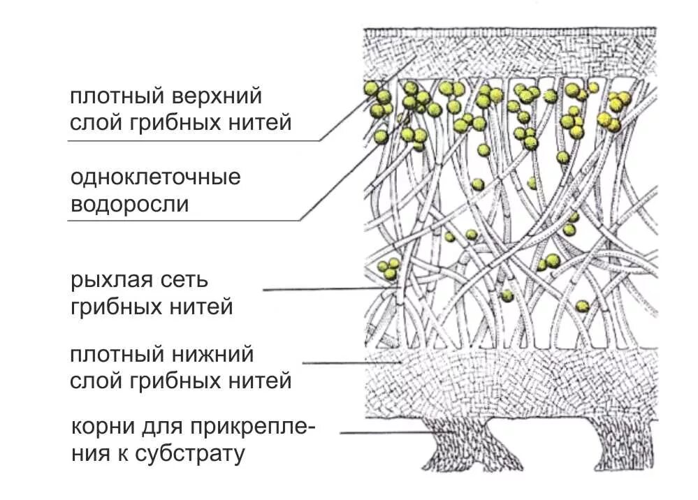 Схема строения лишайника. Строение кустистого лишайника. Микроскопическое строение лишайника. Схема внутреннего строения лишайника.