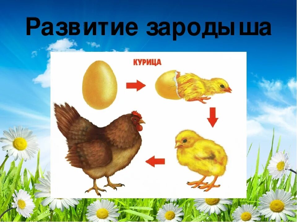 Рост и развитие животных 6. Развитие птиц схема. Стадии развития птиц. Модель развития животных. Цепочка развития птиц.