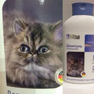 Можно мыть кота шампунем