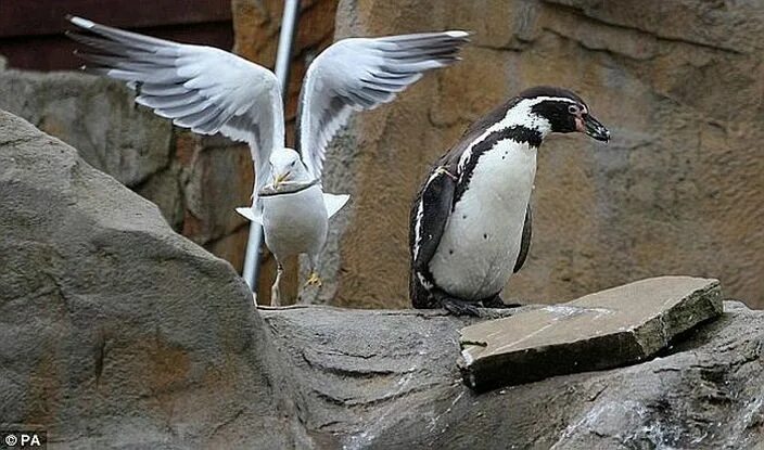 Чайка пингвин