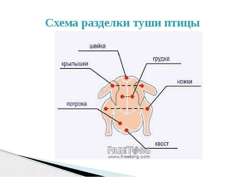 Какие части курицы лучше. Разделка тушки курицы схема. Разделка туши птицы схема. Схема разруба птицы. Схема разделки мяса птицы.