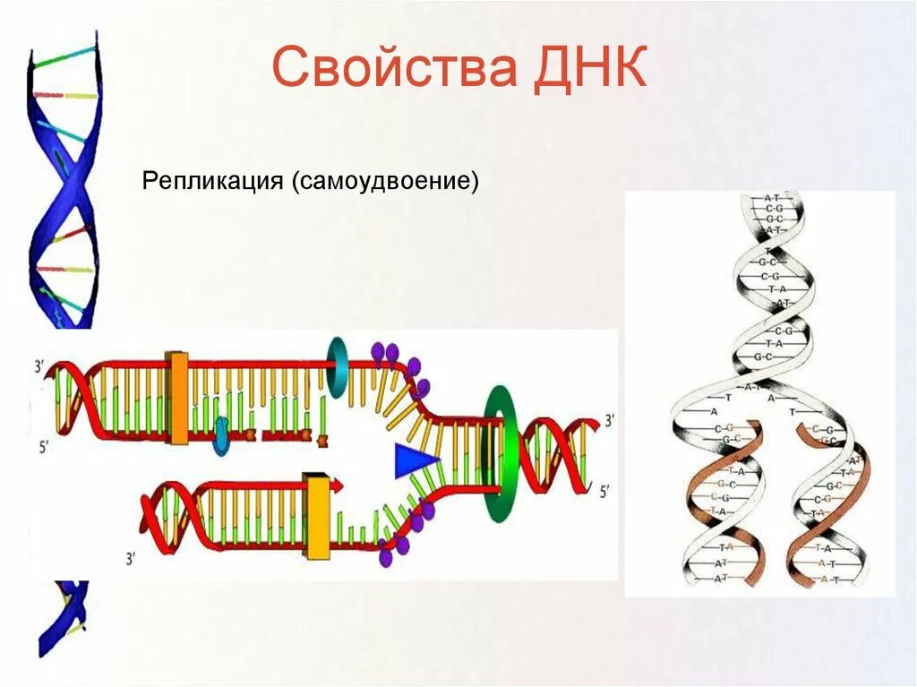 Образование новой днк. Самоудвоение молекулы ДНК. Репликация самоудвоение ДНК. Процесс самоудвоения молекулы ДНК. Схема самоудвоения ДНК.