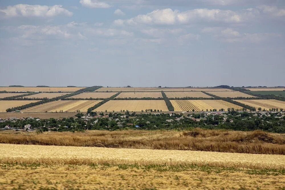 Поля Ставропольского края. Ставрополь поля. Ставрополье поля пшеницы. Кубанские поля с высоты.