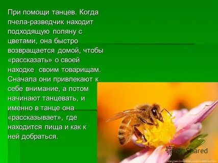 Как пишется пчела