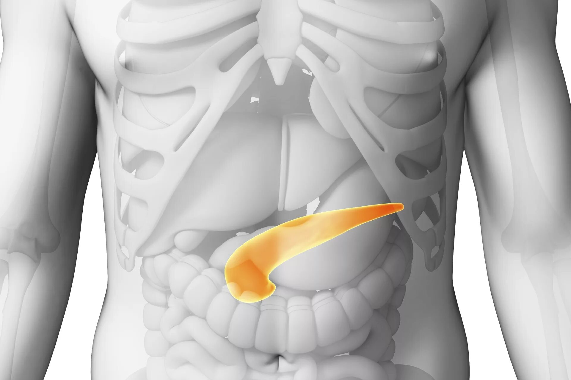 Где у человека находится поджелудочная железа показать. Поджелудочная железа расположение. Расположение поджелудочной железы у человека.