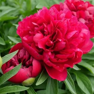 Покажи цветы пионы