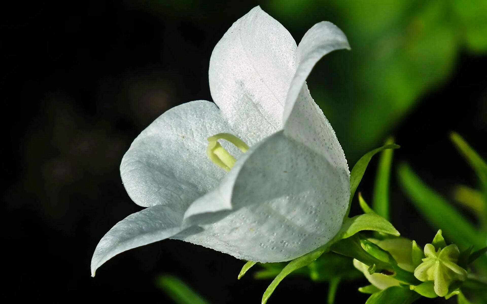 Слезы ангела цветок. Ветреница нежная чародейка. Белые розы ночью. К чему снятся цветы. Нежный белый цвет.