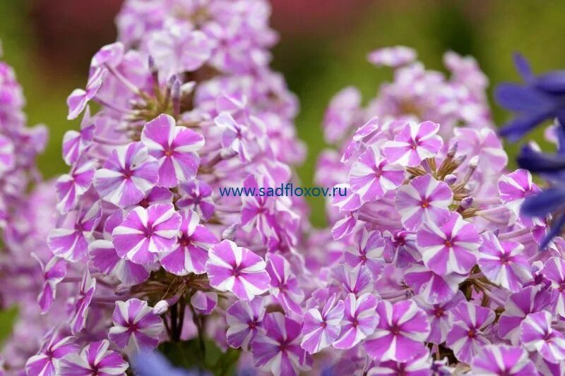 Флокс купить в Анжеро-Судженске Товары для дома и дачи Авито