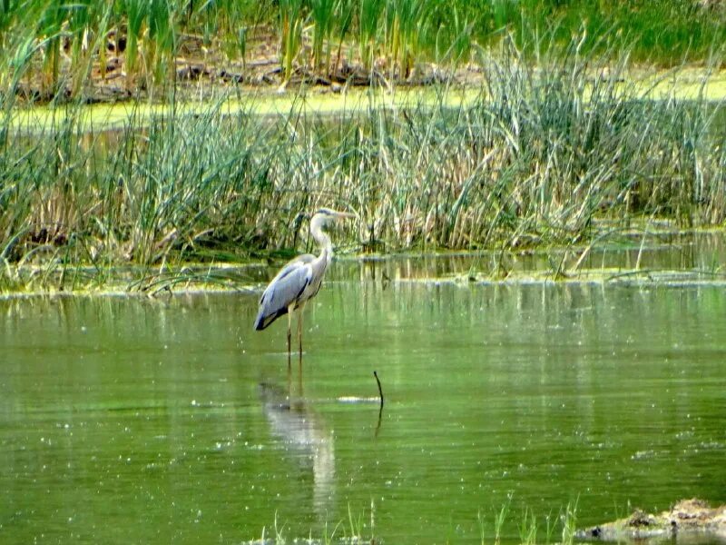 птица каравайка в краснодарском крае. птица ardea cinerea. голубая рифовая цапля. цапля полевской. каравайка (plegadis falcinellus).