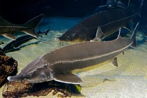 Новосібірдің жалаңаш әйелдері