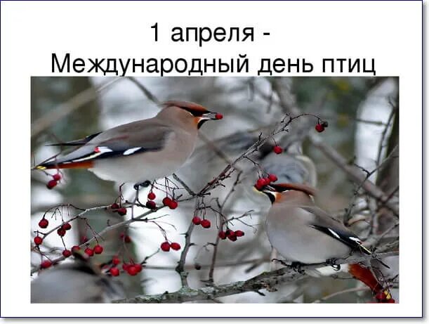 1 апреля международный день птиц картинки. Международный день птиц. 1 Апреля день птиц. Международный день Пти. Международный день птиц картинки.