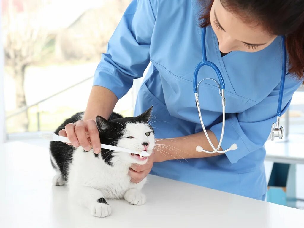 Ветеринар котят. Ветеринар с кошкой.