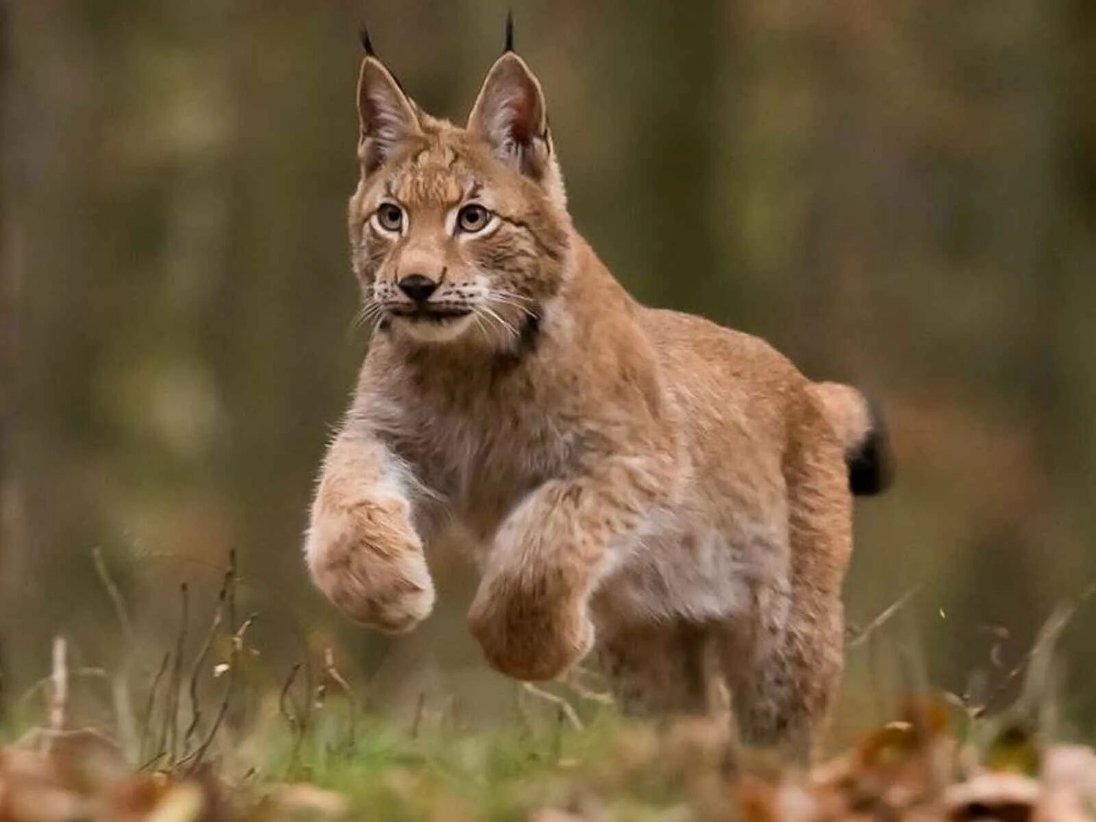 Беловежская пуща Рысь. Lynx Lynx Linnaeus. Каджи Рысь. Обыкновенная Рысь. Рысь в москве
