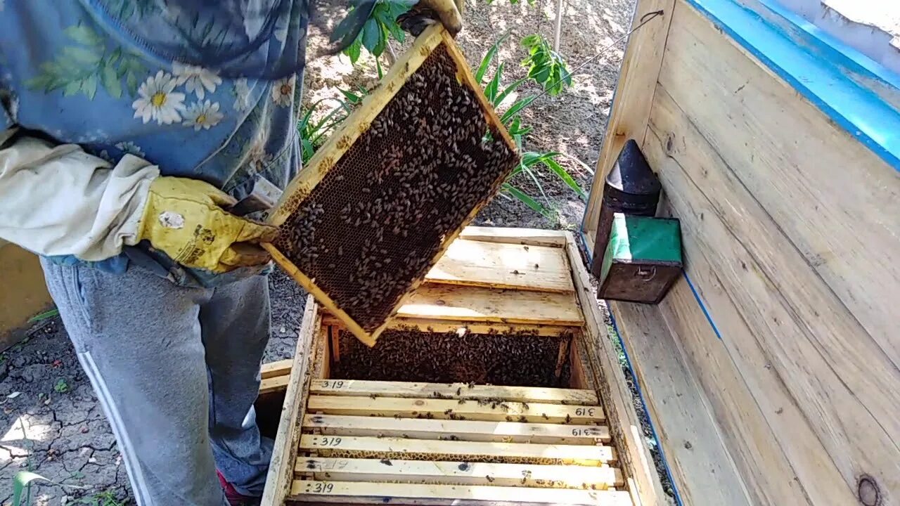 Ловля пчел. Пчеловодческий инструмент, помогающий поймать Рой пчел. Ловушки для роев пчел. ЛОВУШКА для матки пчел. Ловля роёв пчёл.