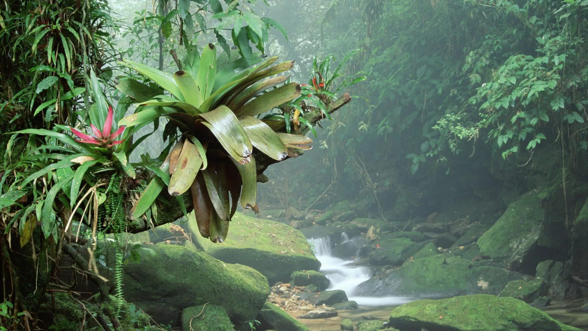 Амазонские джунгли Бразилия. Бразилия тропические леса Сельва. Сельва Южной Америки орхидеи.