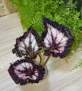 Бегония лерекс
