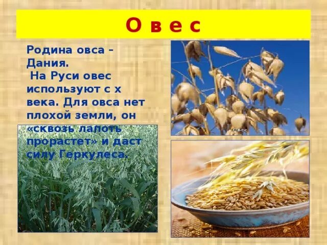 Задачи овса. Родина овса. Сообщение про овес. Для чего используют овес. Родина овса Страна.