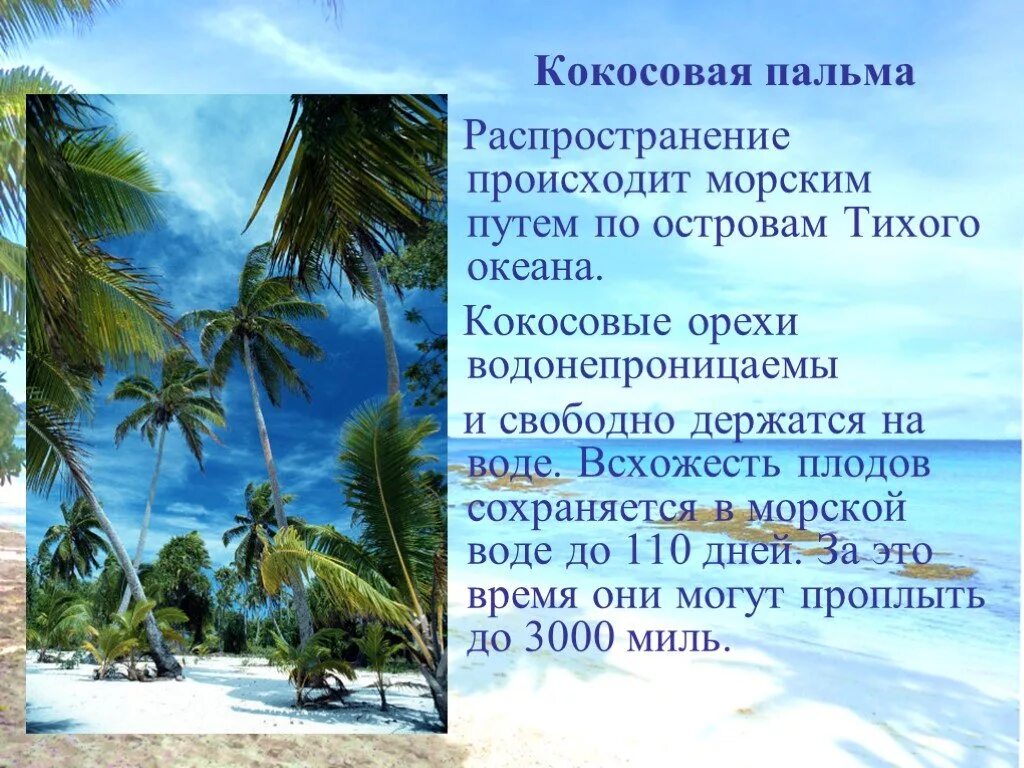 Моря австралии и океании. Интересные факты об океании. Климат австралии и океании. Растительный и животный мир океании. Австралия и океания конспект.