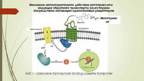 Метотрексат эффект