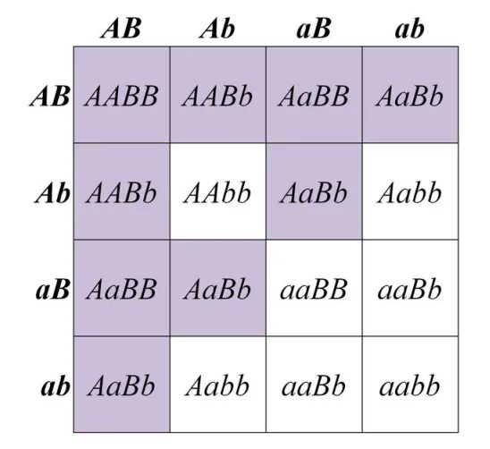 AABB AABB. AABB генотип. AABB Х AABB. Аабб аабб скрещивание.