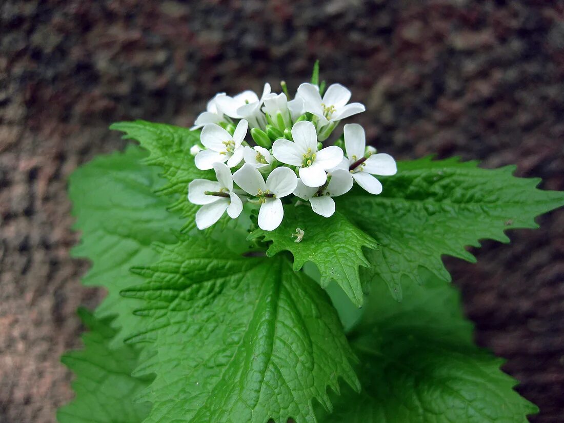 Чесночница черешковая Alliaria petiolata. Alliaria officinalis. Чесночница обыкновенная растение. Чесночниц а черешкова я.