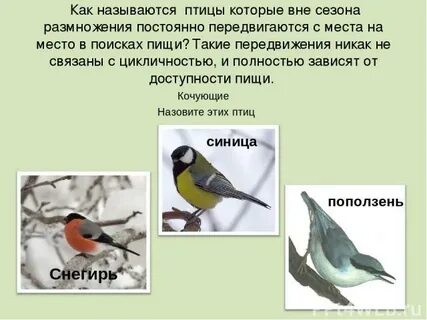 Специалист по птицам
