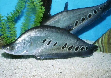 Нож fish