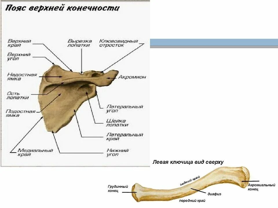 Кости верхней конечности ключица. Анатомия кости ключица и лопатка. Кости верхней конечности ключица лопатка. Кости пояса верхней конечности ключица.