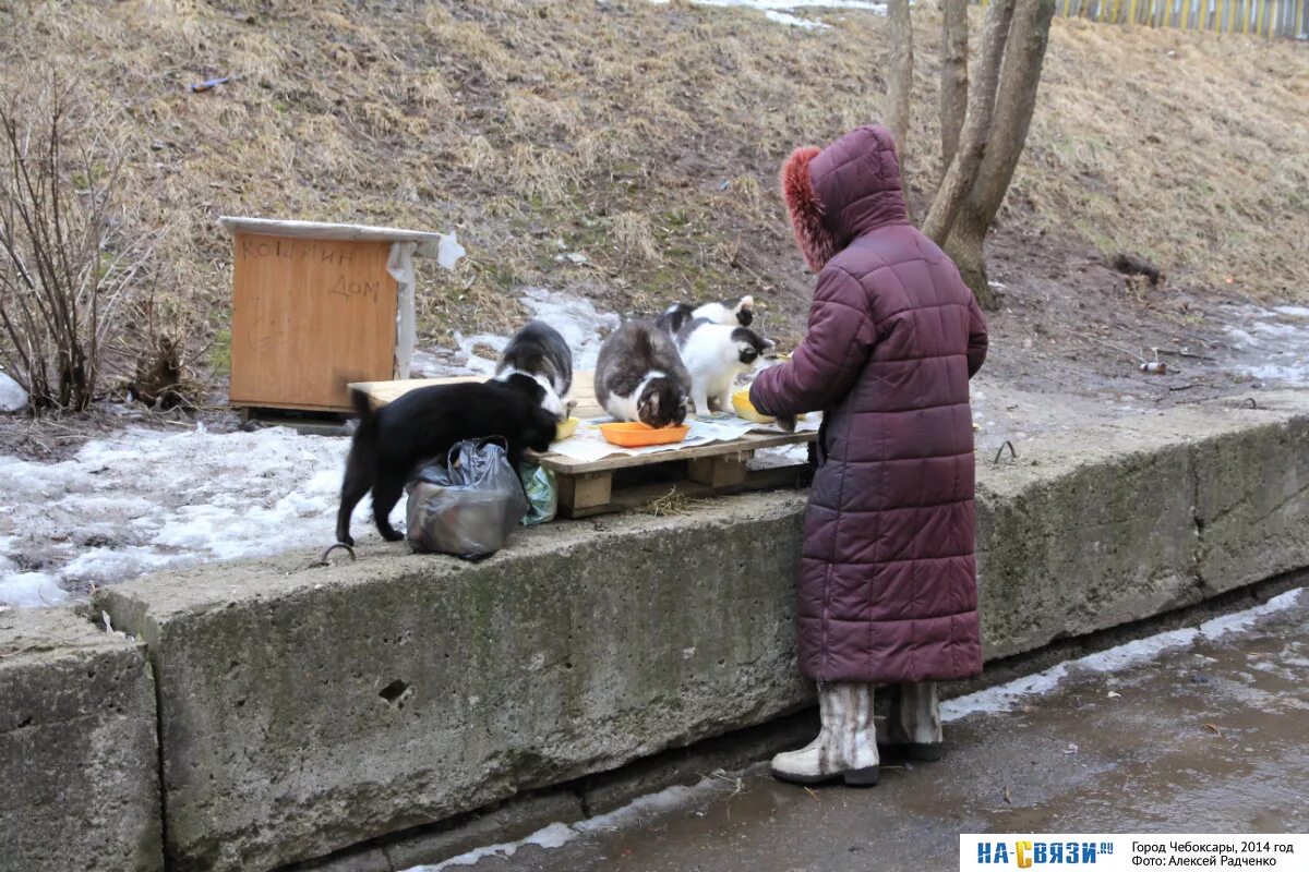 Женщина кормит кошек. Кормление бездомных кошек. Бездомные кошки и собаки. Подкармливать бездомных животных. Подкармливание бездомных собак.