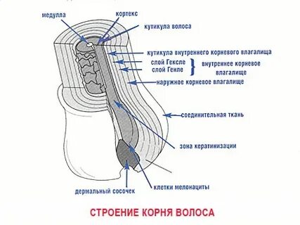 Основные слои волоса