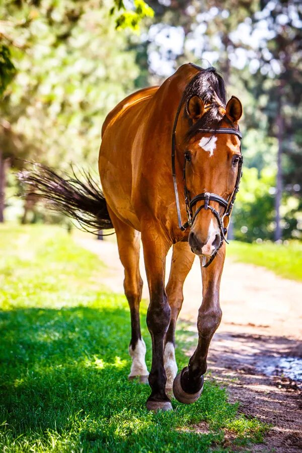 Лошадь шагает. Рыжая лошадь. Красивый рыжий конь. Красивая рыжая лошадь. Красивая лошадка рыжая.