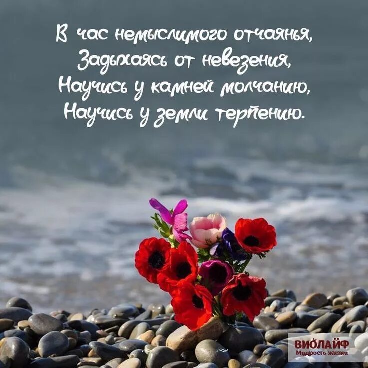 Мудрые высказывания о счастье. Интересные фразы. Стихи женщине красивые короткие. Слова про прекрасное. Красивое стихотворение о женщине.