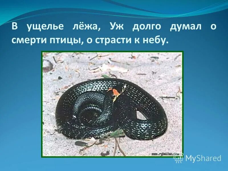 Горная тропа италия. Каменные россыпи березовского. Перевал юмъекорр хибины. Сокол и уж горький максим. Река цица апшеронский район.