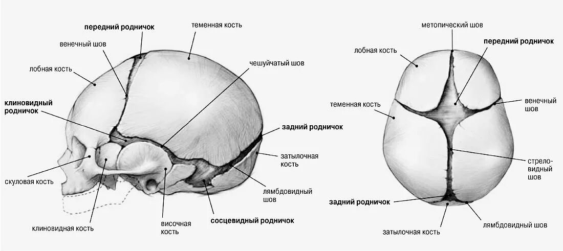 Кости черепа новорожденного роднички. Сагиттальный шов черепа новорожденного. Швы и роднички черепа анатомия. Роднички новорожденного анатомия черепа. Значение родничков в черепе