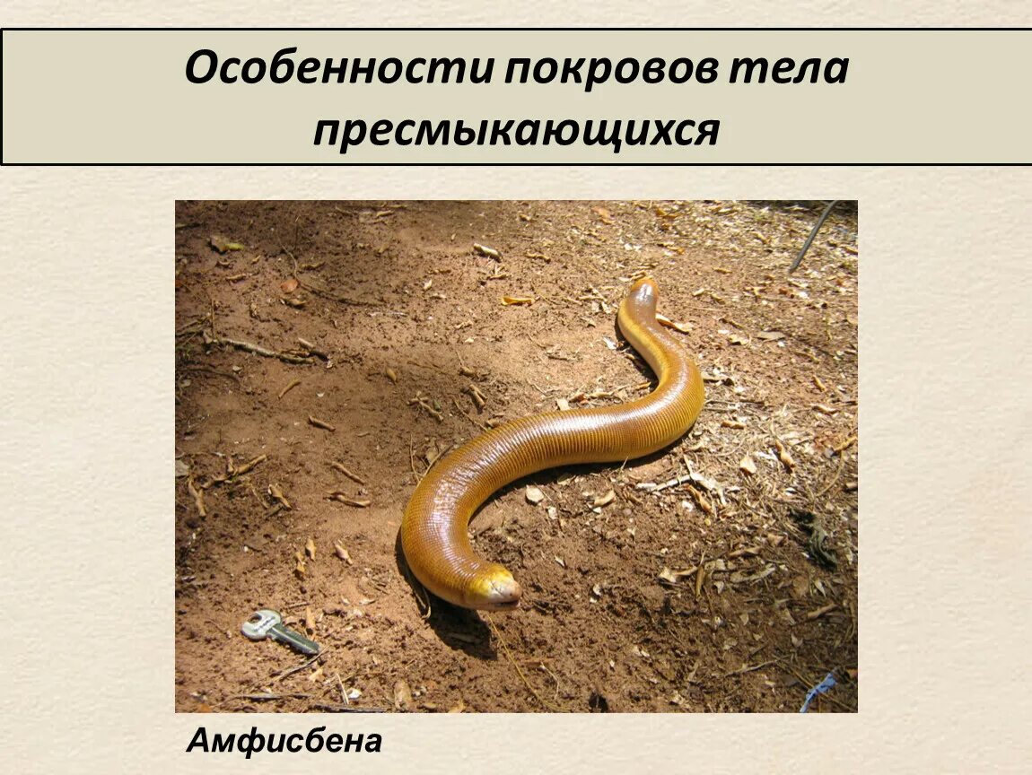 Покровы рептилий. Особенности покрова рептилий. Ороговение у пресмыкающихся. Особенность внешнего покрова рептилий. Роговой покров пресмыкающихся.