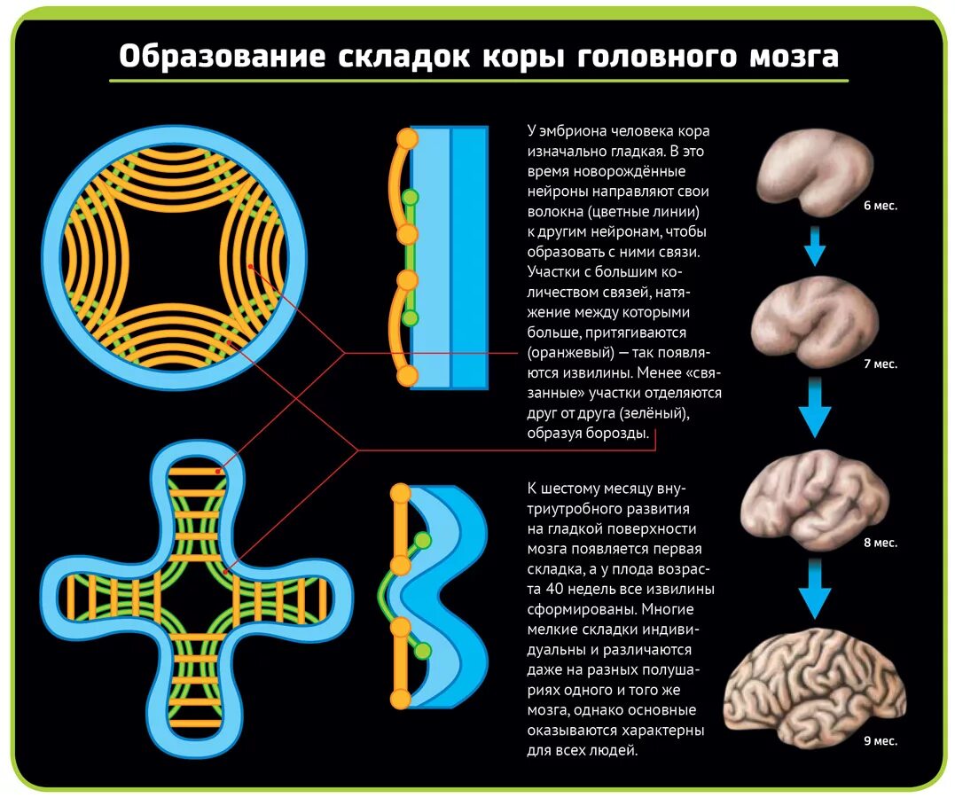 Эволюция развития мозга. Этапы развития мозга. Развитие головного мозга. Этапы развития коры головного мозга. Этапы эволюции мозга.