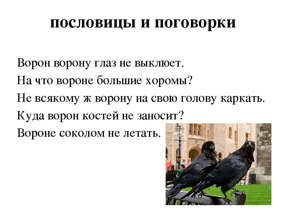 Пословица и куста боится. Пословицы и поговорки о воронах. Пословицы о вороне. Пословицы о вороне и вороне. Пословицы про Воронов.