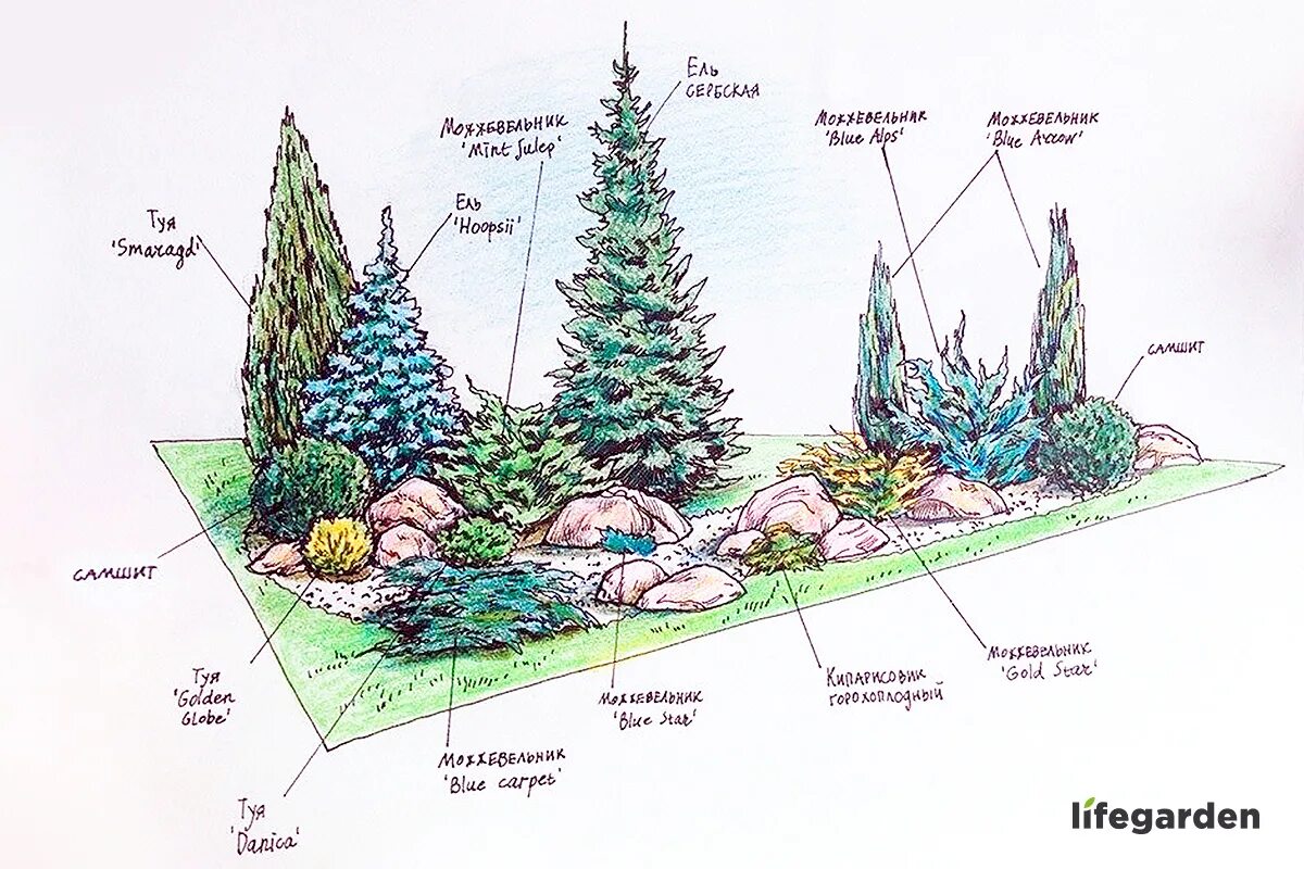 Хвойные схема. Миксбордеры из хвойников схемы. Хвойный миксбордер схема. Миксбордер из хвойных схема. Клумба из хвойников схемы.