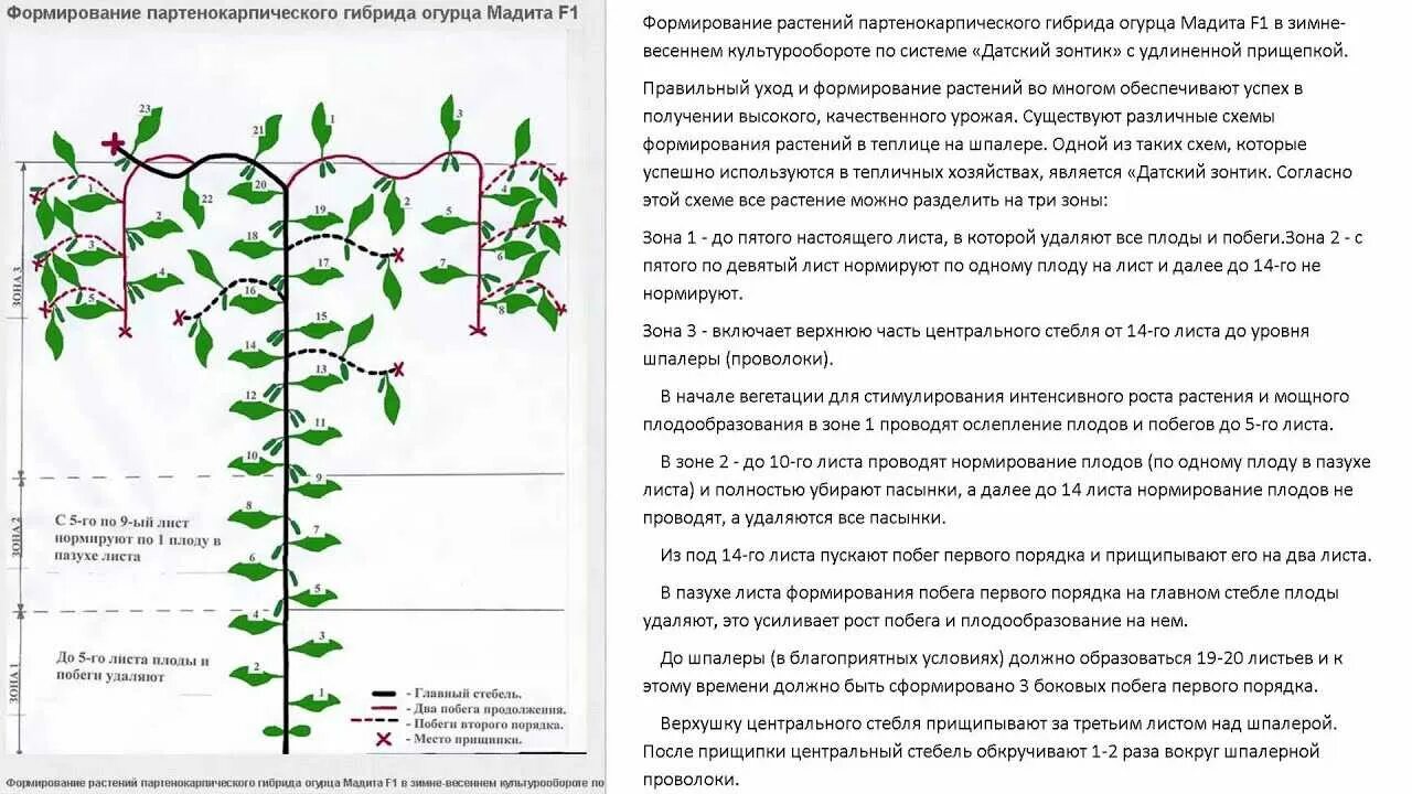 Формирование огуречного куста в теплице. Огурцы формирование куста в теплице схема. Формирование огурцов в теплице. Формирование огурцов в теплице. Как формировать огурцы схема.