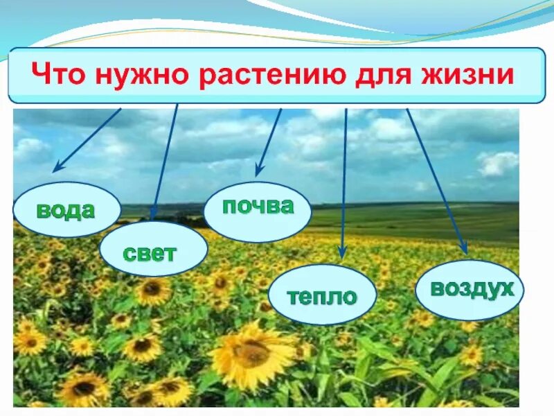 Тема жизнь растений. Что нужно растениям для жизни. Растению для жизни необходимы. Условия необходимые для жизни растений. Что нужно для жизни рас.