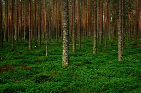 Хвойный лес 11