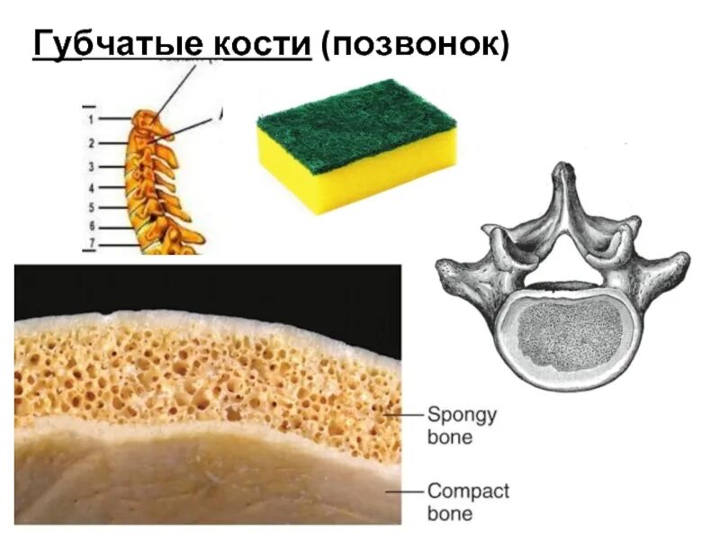 Губчатые кости. Строение губчатых костей. Плоские губчатые кости. Короткие губчатые кости строение. Ребра трубчатые