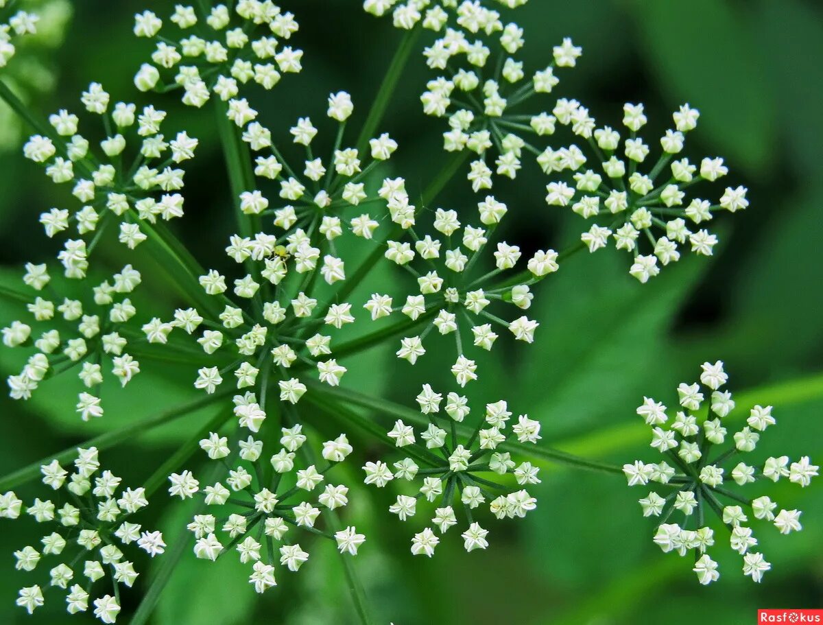 зонтичные ажгон. овощ семейства зонтичных 9 букв сканворд. ажгон (индийский тмин, зира). овощ семейства зонтичных 9 букв сканворд. бороздоплодник исетский.