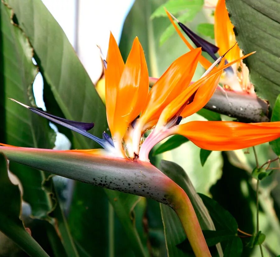 Стрелитция Королевская. Strelitzia Reginae Стрелиция Королевская.