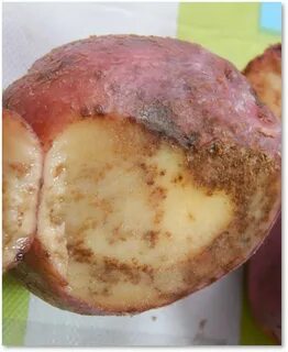 Болезни клубней картофеля